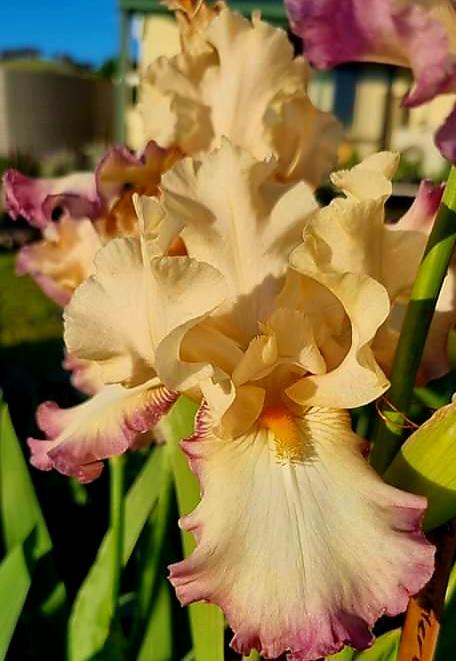Photo of Tall Bearded Iris (Iris 'Comfortable') uploaded by gwhizz
