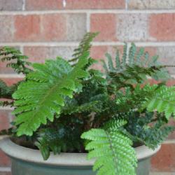 Location: in my garden
Date: 2023-10-12
A very vigorous and easy to grow fern