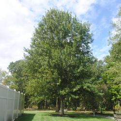 Location: southern New Jersey at Farley Service Plaza
Date: 2023-09-27
mature tree still in summer foliage