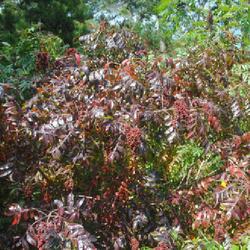 Location: southern New Jersey at Farley Service Plaza
Date: 2023-09-27
part of shrub in red fall color