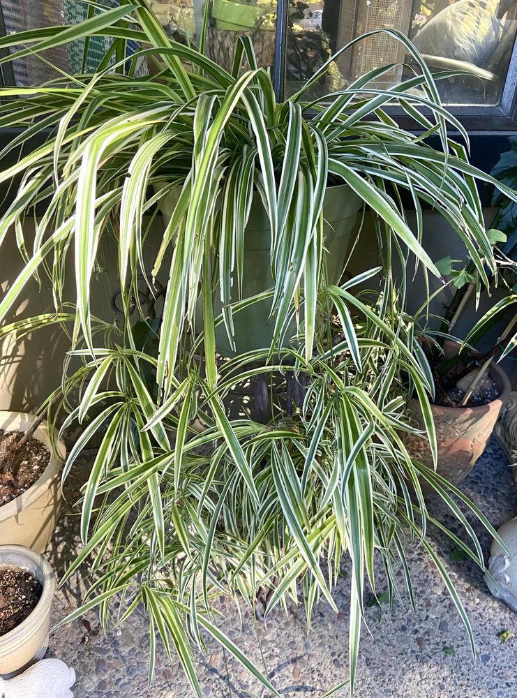 Photo of Spider Plant (Chlorophytum comosum 'Variegatum') uploaded by Calif_Sue