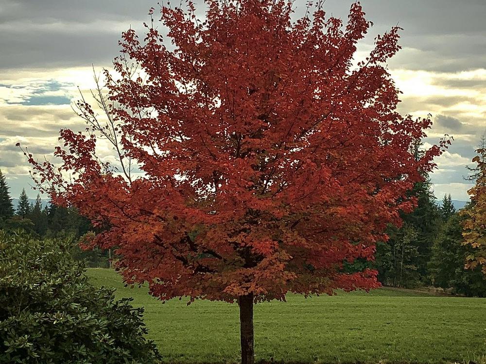 Photo of Sugar Maple (Acer saccharum) uploaded by bumplbea