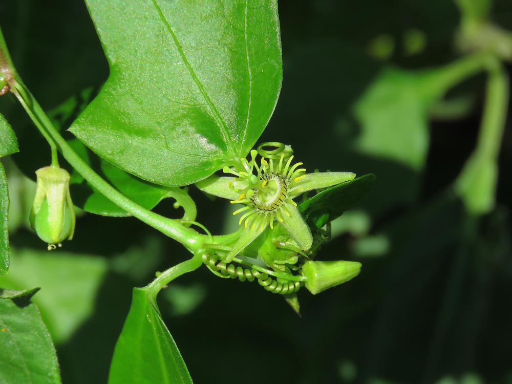 Photo of Corkstem Passionflower (Passiflora suberosa) uploaded by plantladylin