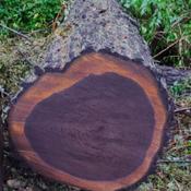this is what the inside of our black walnut tree that was cut dow