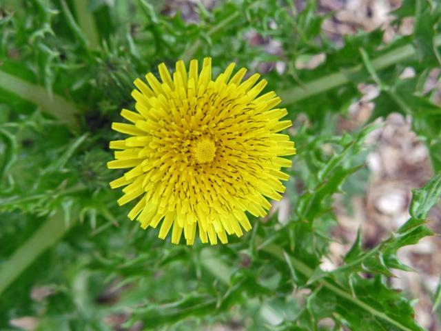 Photo of Spiny Sow-thistle (Sonchus asper) uploaded by RuuddeBlock