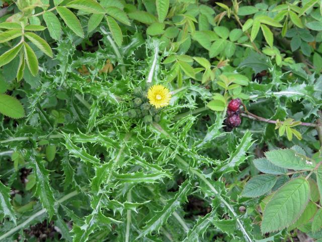 Photo of Spiny Sow-thistle (Sonchus asper) uploaded by RuuddeBlock