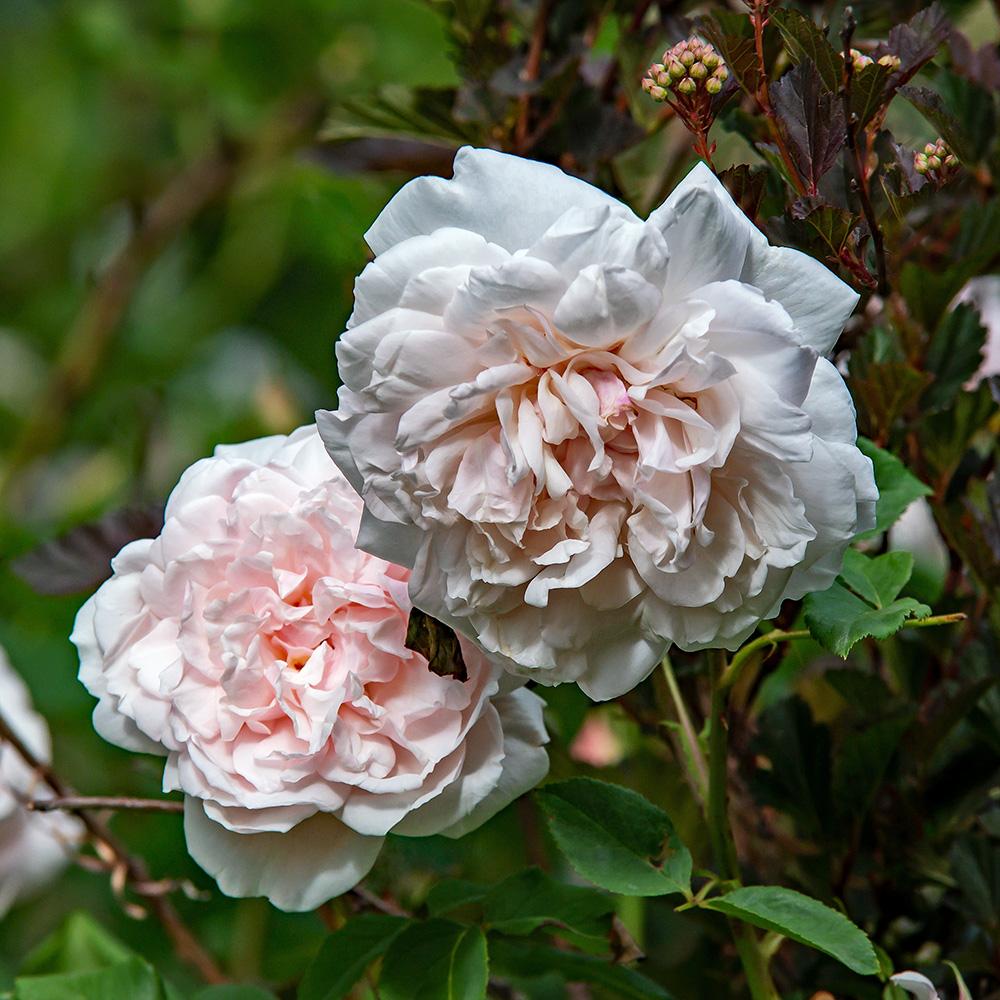 Photo of Rose (Rosa 'Madame Alfred Carriere') uploaded by dirtdorphins