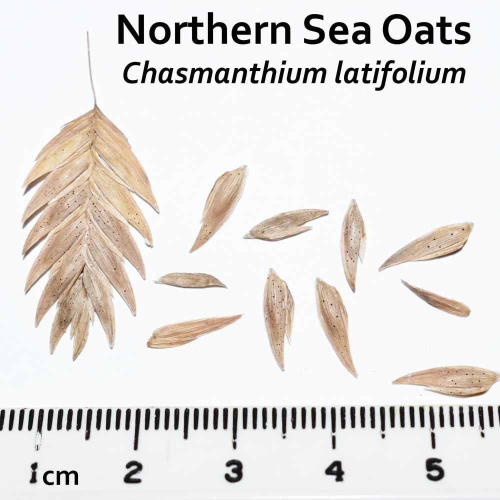 Photo of Northern Sea Oats (Chasmanthium latifolium) uploaded by mmolyson