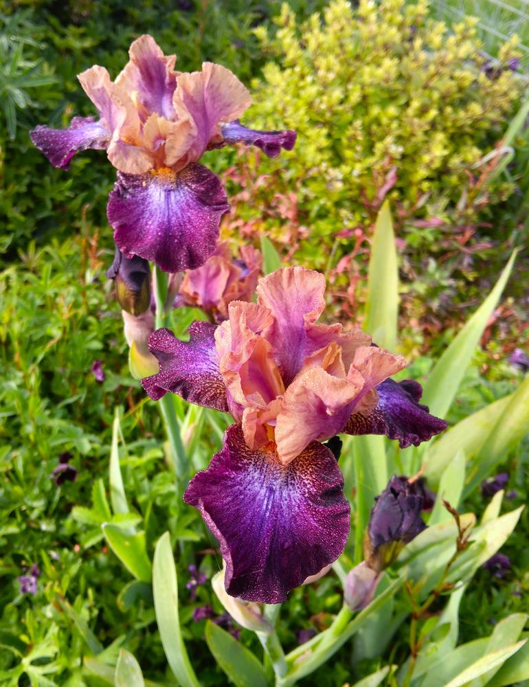 Photo of Intermediate Bearded Iris (Iris 'Parting Glances') uploaded by LolaTasmania