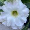My new grafted desert rose, ‘Jasmine’. No fragrance on this o
