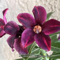 Location: My garden in Tampa, Florida
Date: 2023-10-08
My grafted desert rose, “Violet Star”.