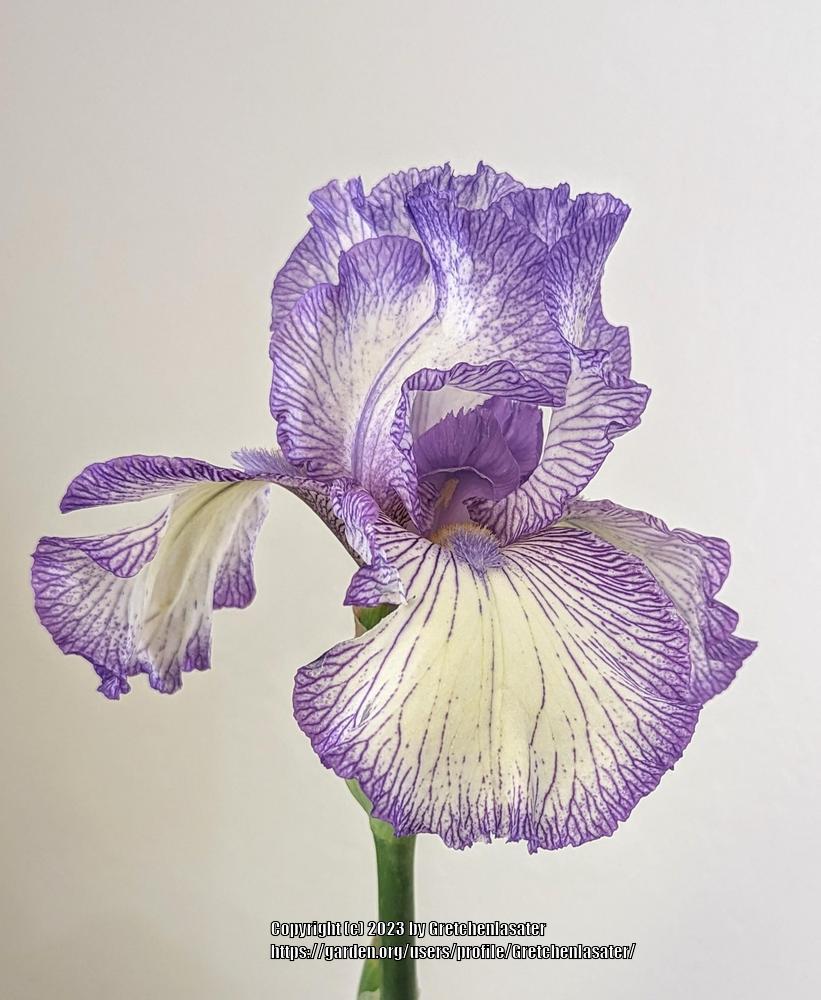 Photo of Tall Bearded Iris (Iris 'Autumn Circus') uploaded by Gretchenlasater