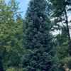 Planted when it was only 6’ tall… was a live noble fir x-mas 