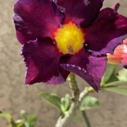 Location: My garden in Tampa, Florida
Date: 2023-10-15
Bloom of my old grafted desert rose.