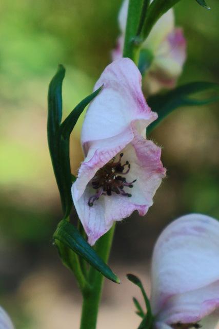 Photo of Aconitum (Aconitum variegatum) uploaded by RuuddeBlock