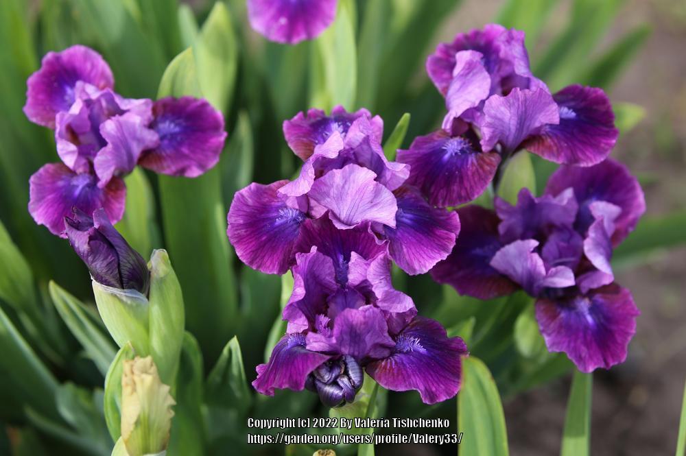 Photo of Standard Dwarf Bearded Iris (Iris 'Plum Twist') uploaded by Valery33