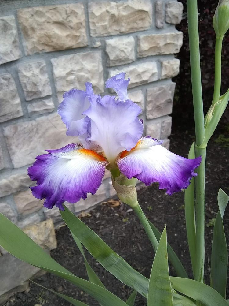 Photo of Tall Bearded Iris (Iris 'Conjuration') uploaded by melaniemlaroche