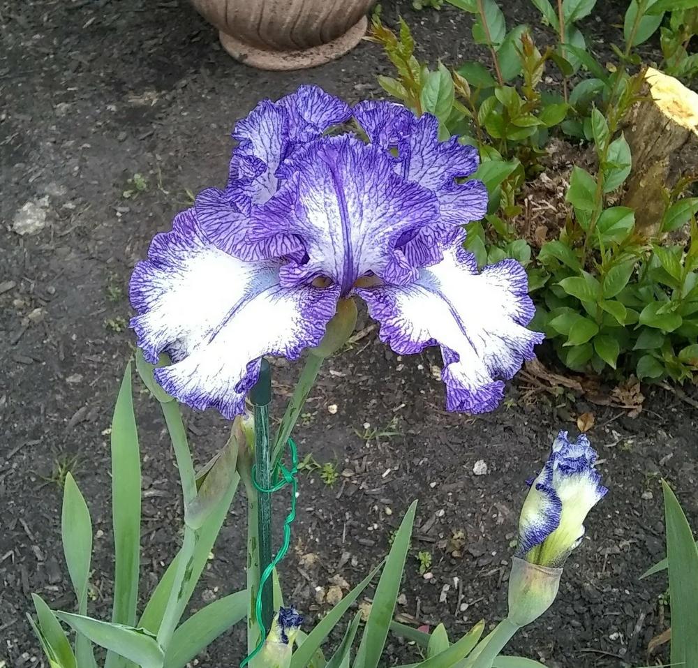 Photo of Tall Bearded Iris (Iris 'Ink Patterns') uploaded by melaniemlaroche