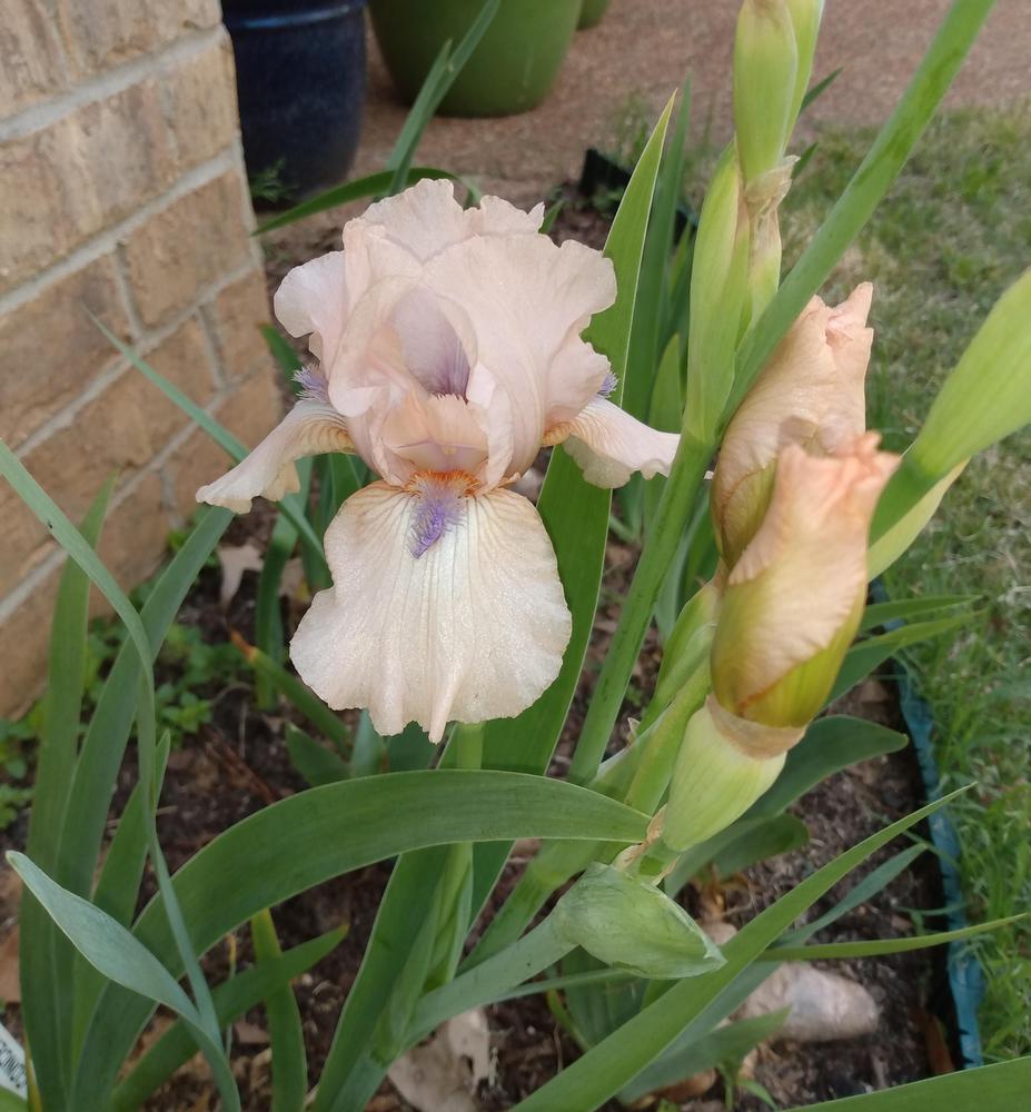 Photo of Intermediate Bearded Iris (Iris 'Concertina') uploaded by melaniemlaroche