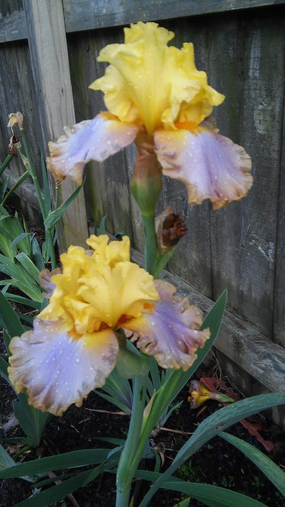 Photo of Tall Bearded Iris (Iris 'Catwalk Queen') uploaded by melaniemlaroche