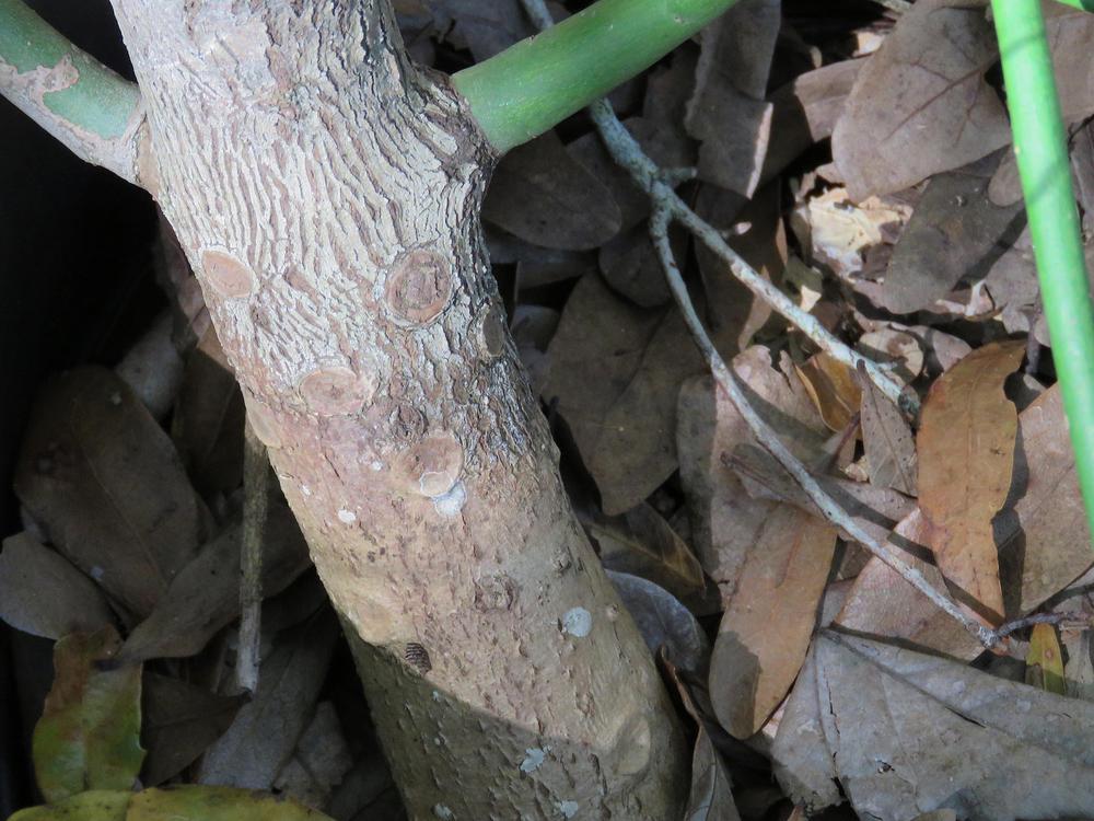 Photo of Pencil Tree (Euphorbia tirucalli) uploaded by plantladylin
