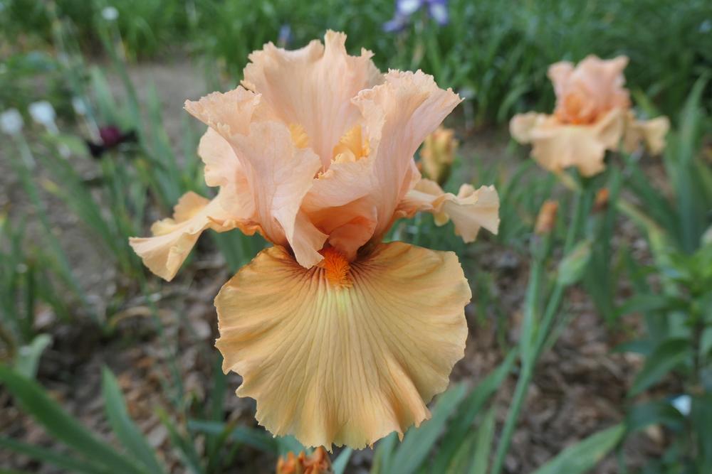 Photo of Tall Bearded Iris (Iris 'Coral Splendor') uploaded by Caruso