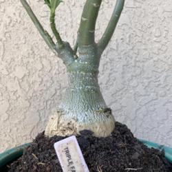 Location: My garden in Tampa, Florida
Date: 2023-10-22
My rescue desert rose, just repotted.