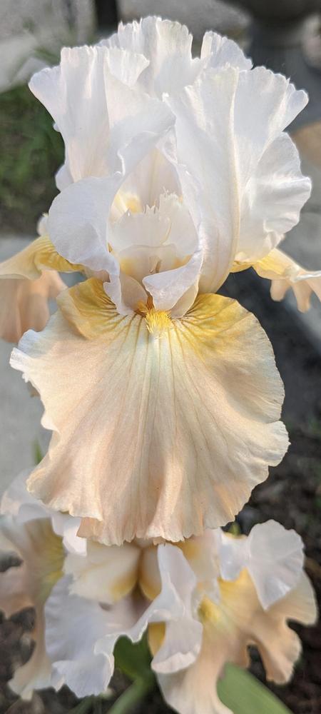 Photo of Tall Bearded Iris (Iris 'Champagne Elegance') uploaded by Lucky4me2c