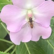 Hoover fly: Episyrphus balteatus