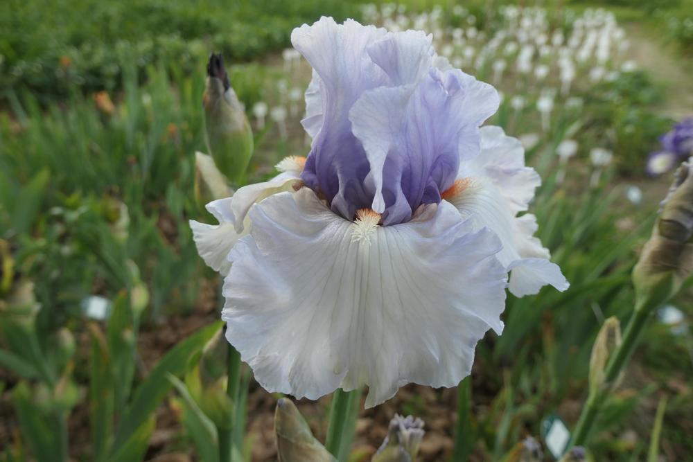 Photo of Tall Bearded Iris (Iris 'Fogbound') uploaded by Caruso