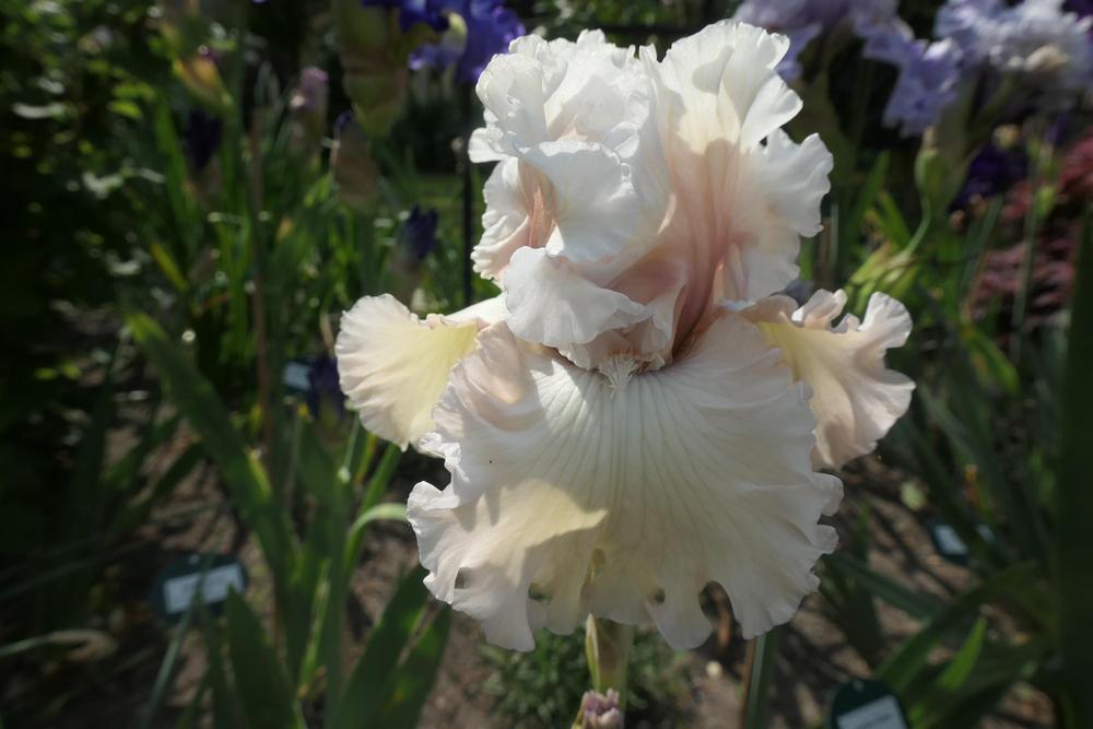 Photo of Tall Bearded Iris (Iris 'Eleganza') uploaded by Caruso