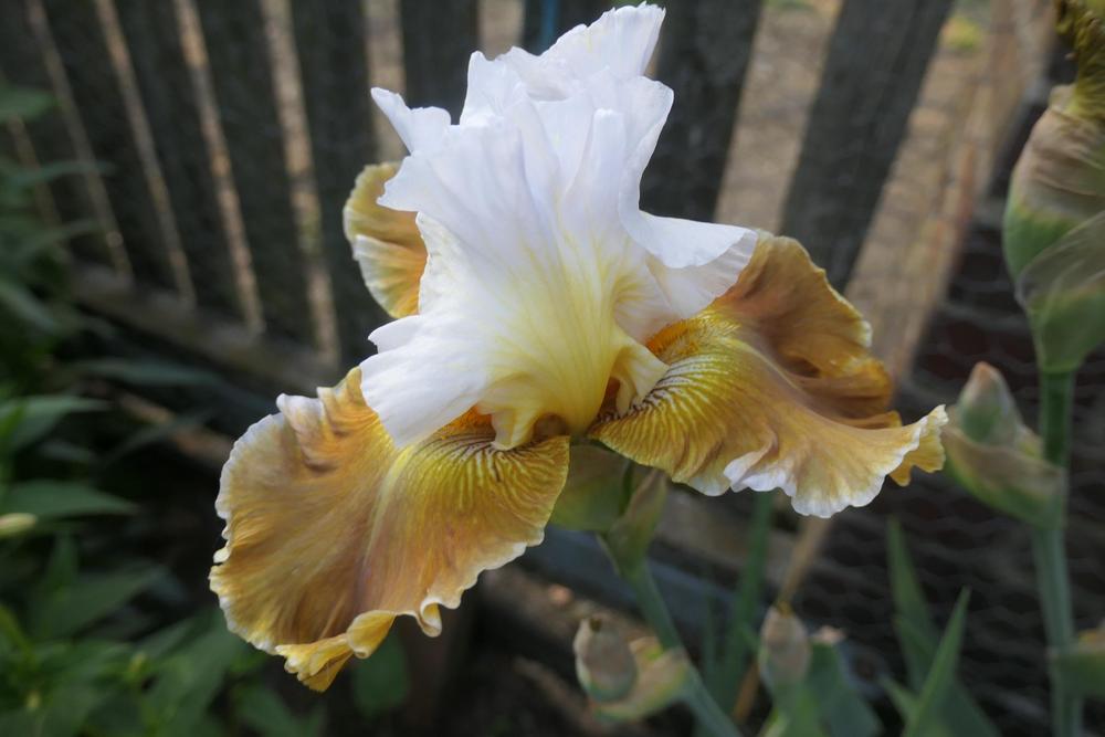 Photo of Tall Bearded Iris (Iris 'Going Green') uploaded by Caruso