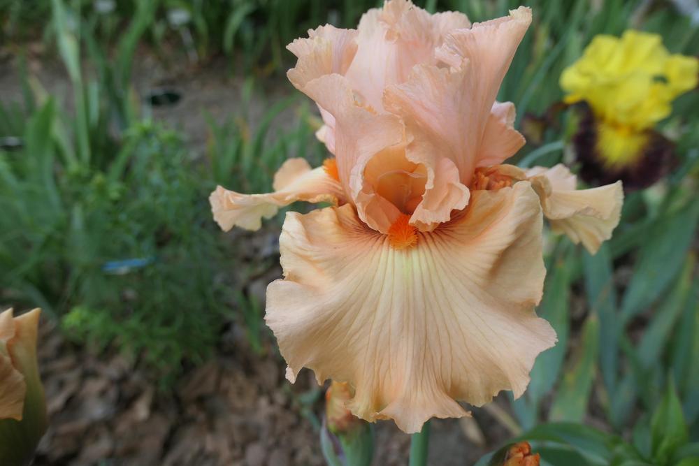 Photo of Tall Bearded Iris (Iris 'Guardian Angel') uploaded by Caruso