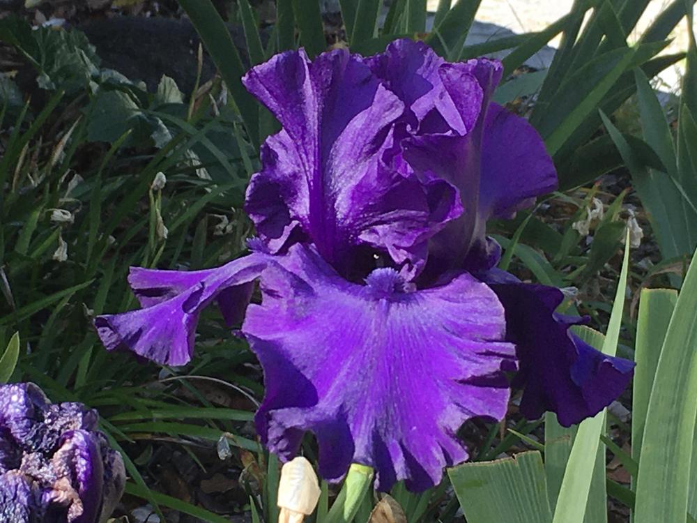 Photo of Tall Bearded Iris (Iris 'Dusky Challenger') uploaded by Neela