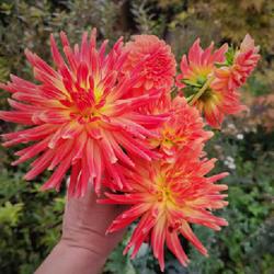 Location: Ann Arbor, Michigan
Date: 2023-10-21
Likely ID: Golden Heart dahlia from Old House Gardens