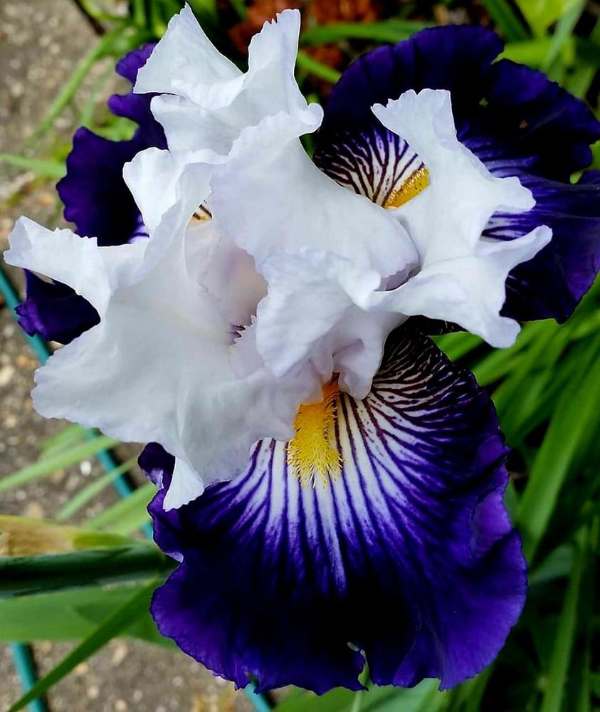 Photo of Tall Bearded Iris (Iris 'Dancing Star') uploaded by gwhizz