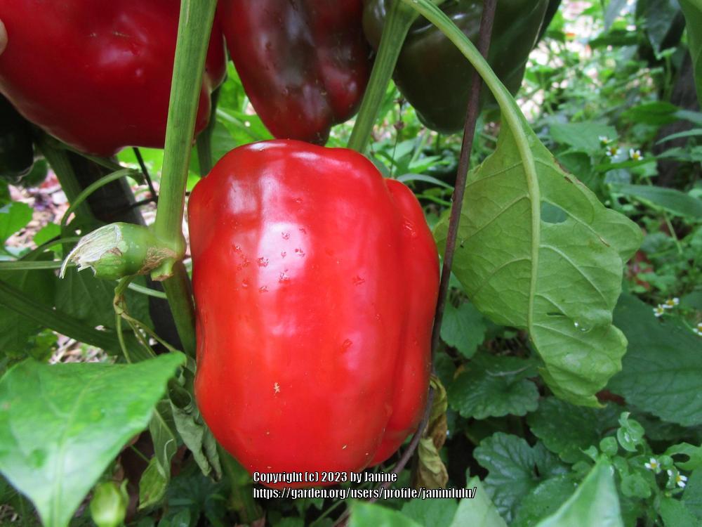 Photo of Bell Pepper (Capsicum annuum 'King of the North') uploaded by janinilulu