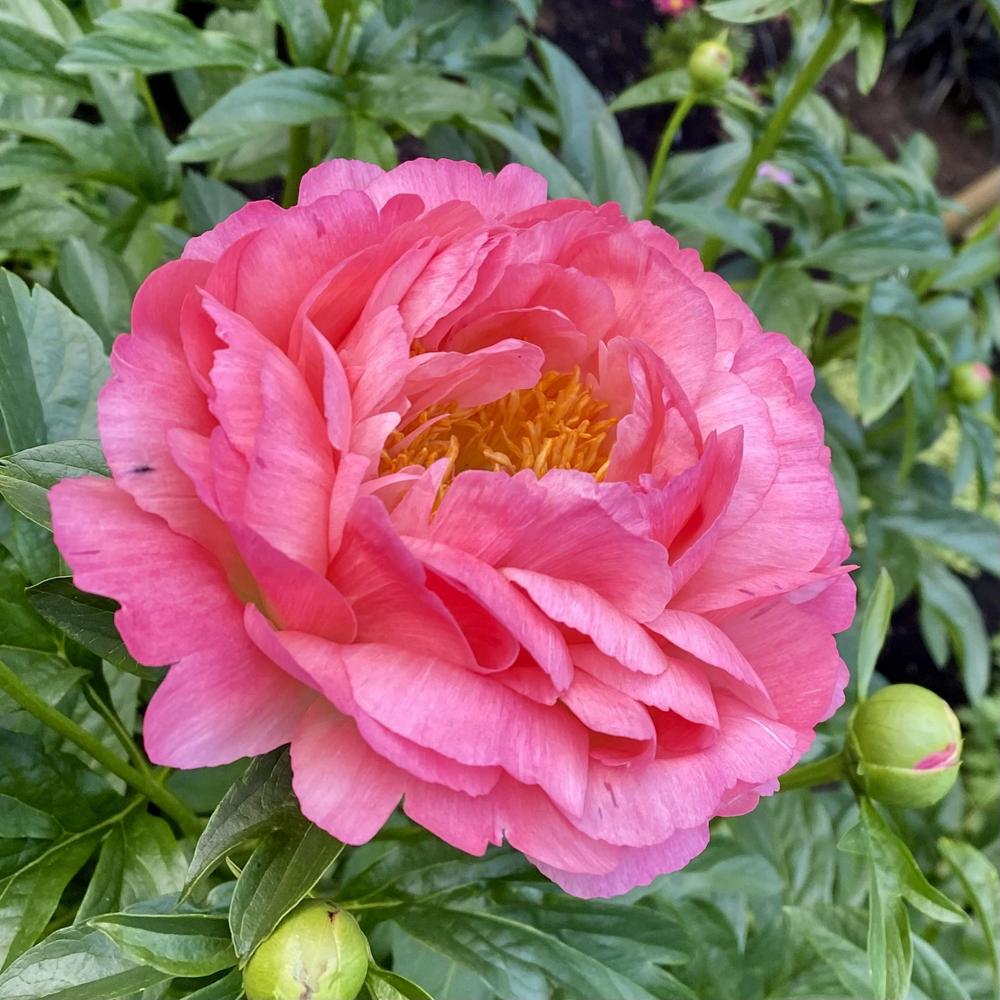 Photo of Peony (Paeonia 'Coral Sunset') uploaded by AngieVanIsld