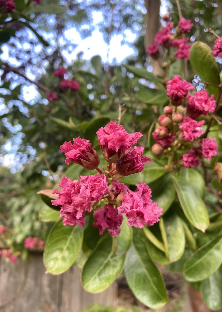 Photo of Crepe Myrtles (Lagerstroemia) uploaded by Calif_Sue