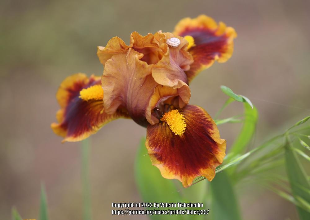 Photo of Standard Dwarf Bearded Iris (Iris 'Gingerbread Trim') uploaded by Valery33
