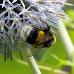 Location: Hortus Lapidarius
Date: 2023-07-19
With bumble bee