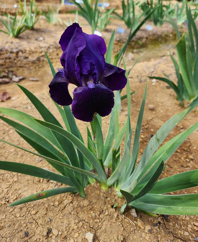 Photo of Standard Dwarf Bearded Iris (Iris 'Dark Crystal') uploaded by lllee386