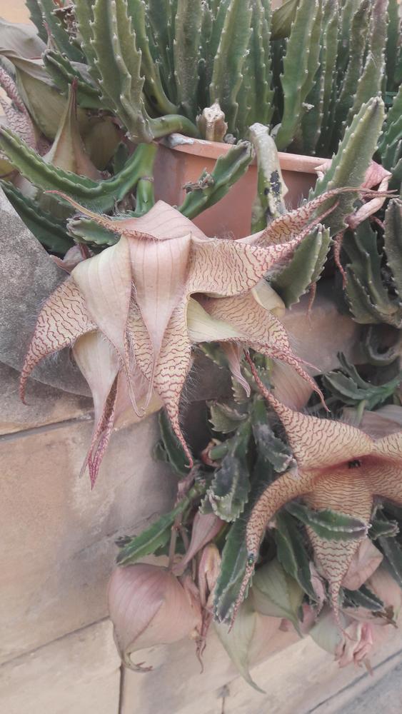 Photo of Starfish Plant (Ceropegia gigantea) uploaded by skopjecollection