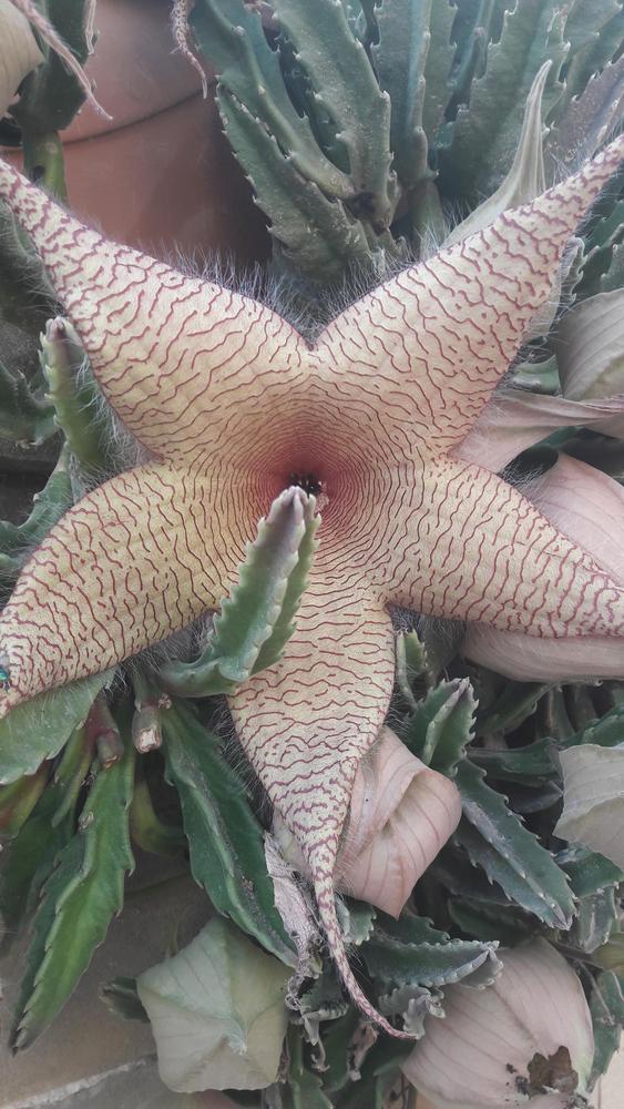 Photo of Starfish Plant (Ceropegia gigantea) uploaded by skopjecollection