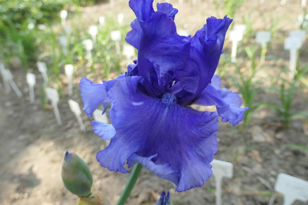 Photo of Tall Bearded Iris (Iris 'Honky Tonk Blues') uploaded by Caruso