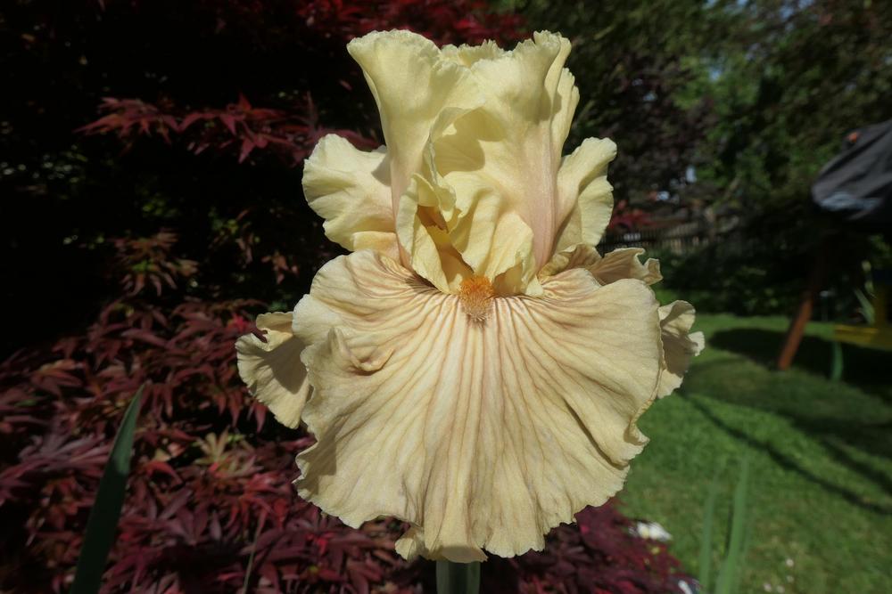 Photo of Tall Bearded Iris (Iris 'Just Crazy') uploaded by Caruso