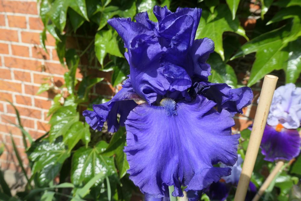 Photo of Tall Bearded Iris (Iris 'Java Bleue') uploaded by Caruso