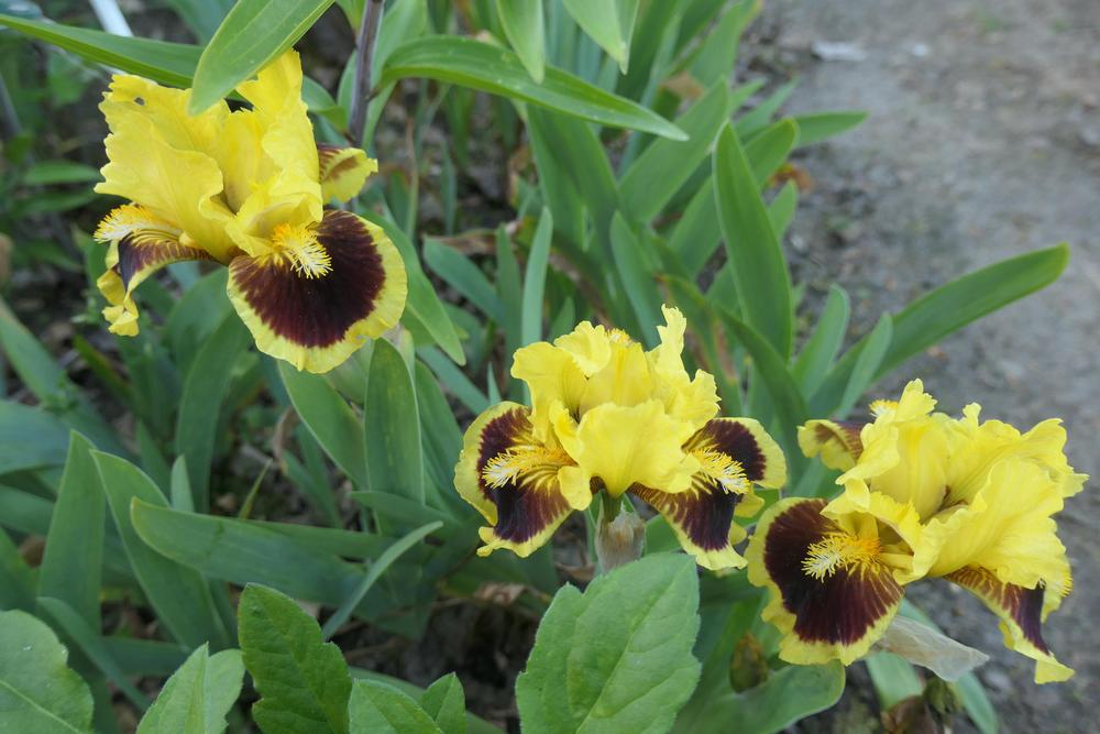 Photo of Standard Dwarf Bearded Iris (Iris 'Ultimate') uploaded by Caruso