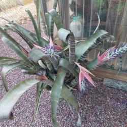 Location: Prescott Valley, Arizona 
Date: 2023-07-07
Bromeliad (Billbergia Brasiliensis) 50yrs.old 14 blooms