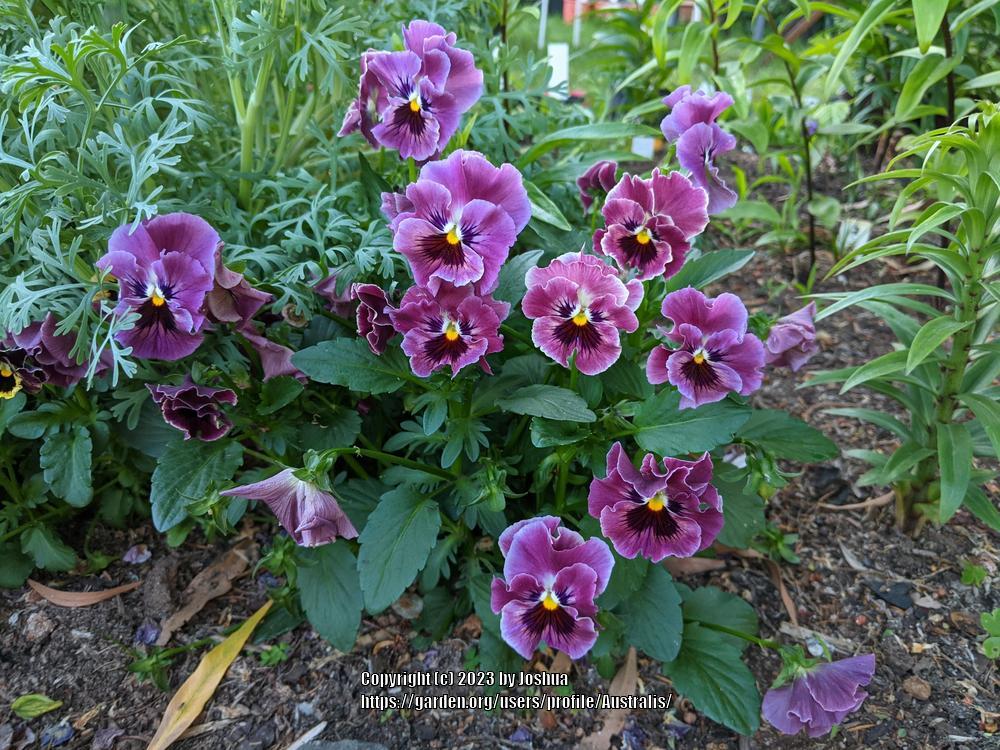 Photo of Violet (Viola cornuta 'Frizzle Sizzle Mix') uploaded by Australis